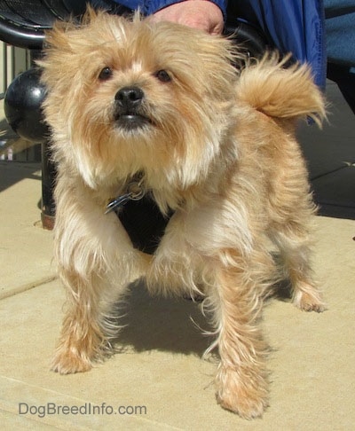 pomeranian yorkshire terrier