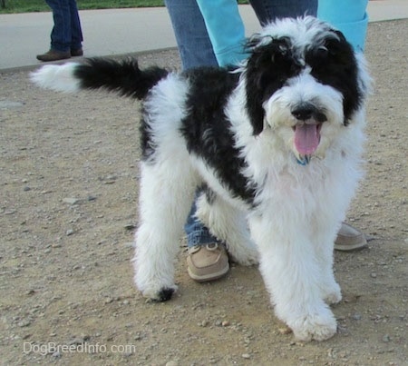 yorkipoo yorkie