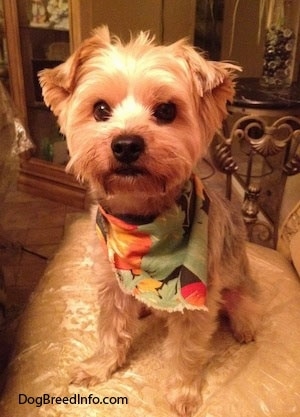 A shaved cream colored Yorkshire Terrier dog wearing a colorful scarf sitting on a tan couch looking forward. It has wide round dark eyes, a big black nose and black lips.
