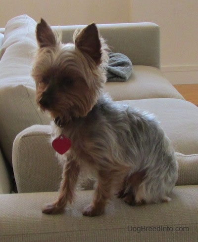 yorkshire terrier 1 year old