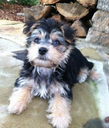 A small, soft looking, thick-coated, black with tan Yorktese puppy is laying on a stone porch and it is looking forward. There is a stack of logs behind it.