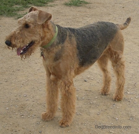 A tall tan dog with a black saddle pattern standing on a dirt path