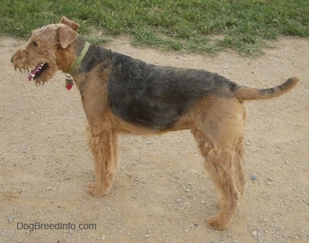 The left side of a black with brown Airedale Terrier that is standing across a dirt path with its mouth open, tongue out and tail up