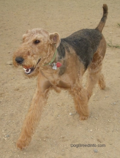 The front left side of a black with tan Airedale Terrier that is walking on a dirt path with its mouth open at a dog park.