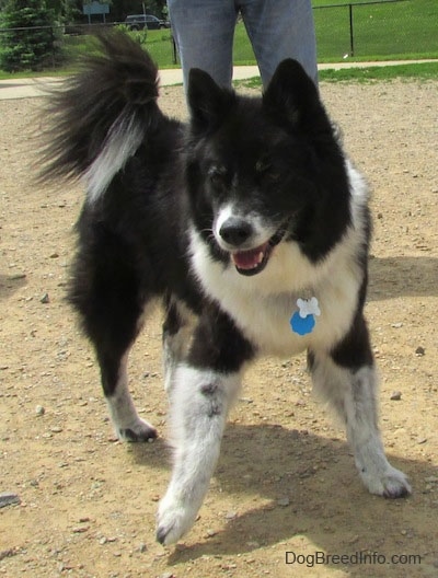 akita inu chow chow mix