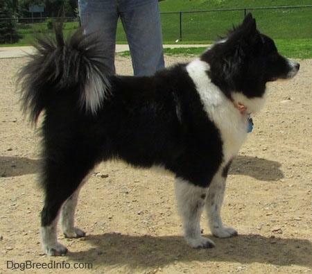 akita chow mix dog