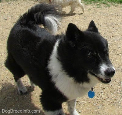 black chow husky mix