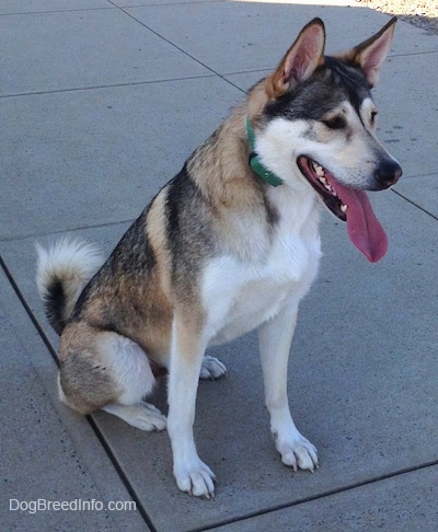 The front right side of a black, tan and white Akita Shepherd that is sitting on concrete with its mouth open and its tongue out