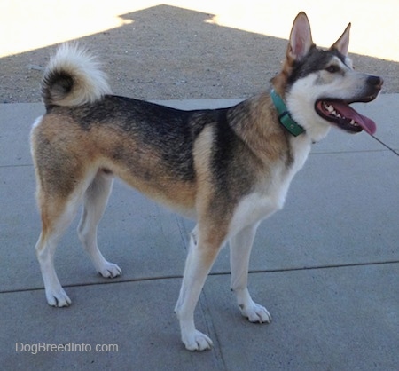 white german shepherd akita mix