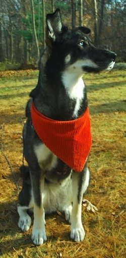 A black with white Alaskan Husky is sitting on grass, wearing a red bandana and it is looking to the right.