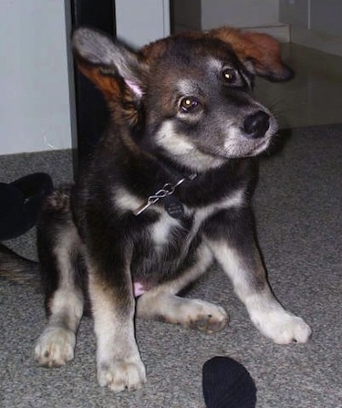 The front right side of a black with gray Alaskan Malador puppy is sitting with its head askew and one floppy ear.