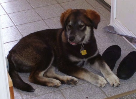 The right side of a black with grey Alaskan Malador puppy is laying next to a pair of slippers and across a tiled floor.
