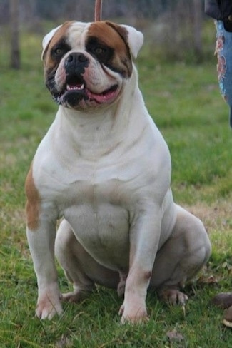 A white with brown American Bulldog is sitting in grass and there is a person to the right of it.