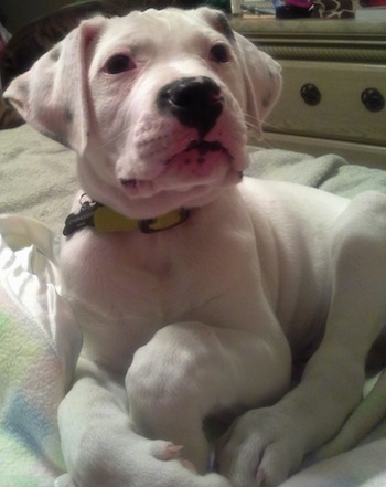 scott american bulldog puppies