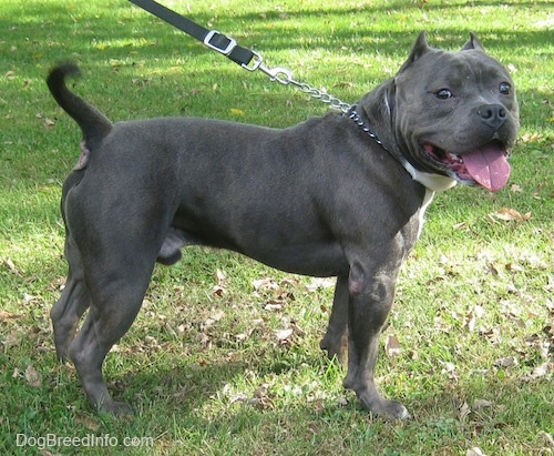 black bully puppy