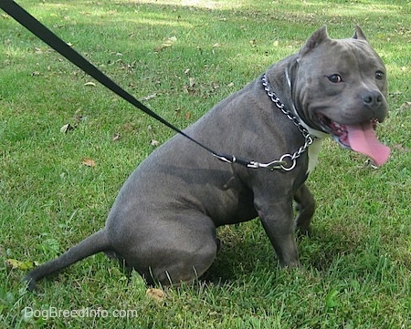 diesel american bully