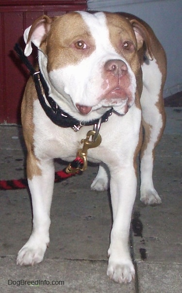 bully dog mix pitbull