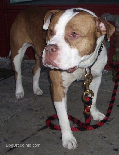 red nose pitbull bulldog mix