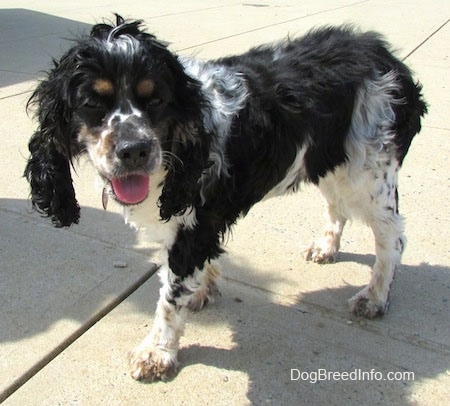 The front left side of a black and white American Cocker Spaniel that is walking across concrete. It is looking forward, its mouth is open and its tongue is out.