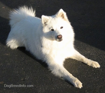 american eskimo dog is ill with infectious disease