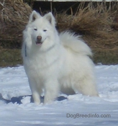 american snow dog