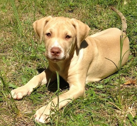 The front left side of a tan American Pit Corso puppy that is laying across a lawn and it is looking forward.