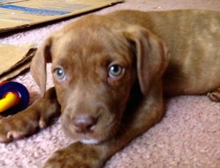 Close up - The left side of a brown American Pit Corso puppy that is laying down across a carpet and its head is turned forward.