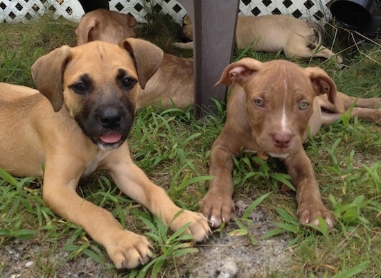 cane corso cross pitbull