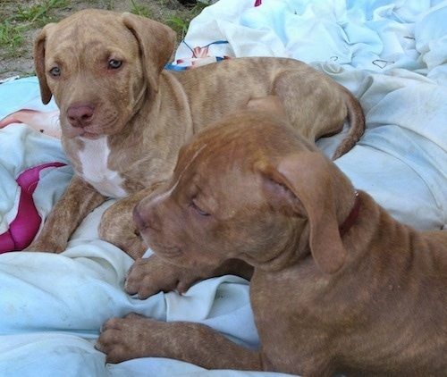 The left side of two American Pit Corso puppies that are laying across a blanket.