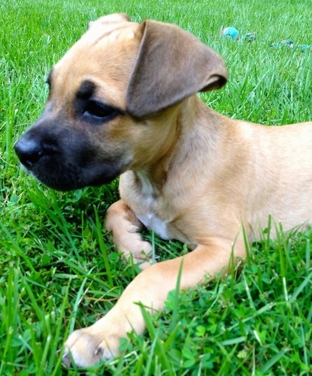 Close up - The front left side of a tan American Pit Corso puppy that is laying in a lawn and it is looking to the left.