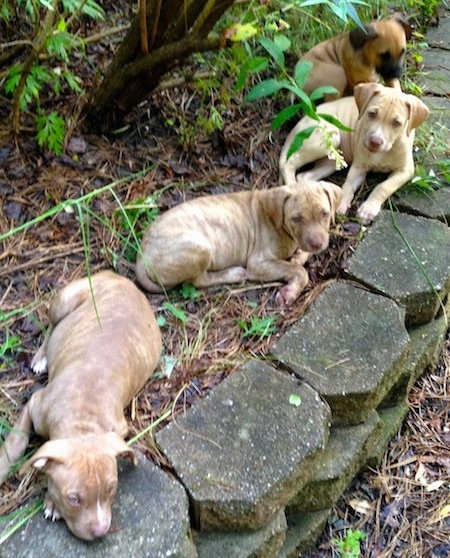 Four American Pit Corso puppies are sitting and laying in a garden.