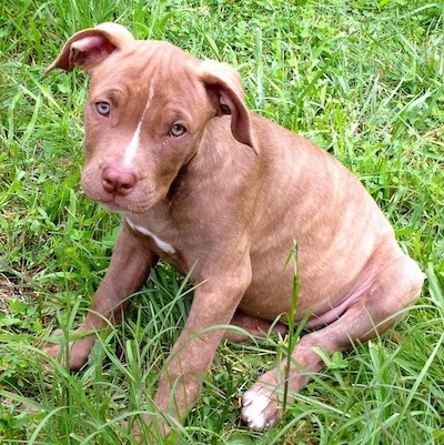 The front left side of a brown with white American Pit Corso puppy that is sitting in grass, its head is tilted to the right and it is looking forward.