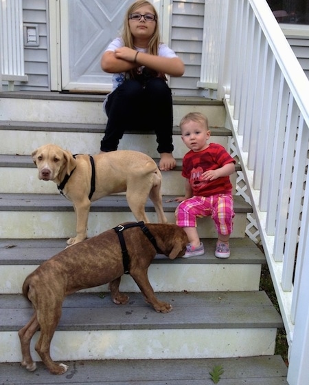 Two American Pit Corso puppies playing are standing on steps with two kids
