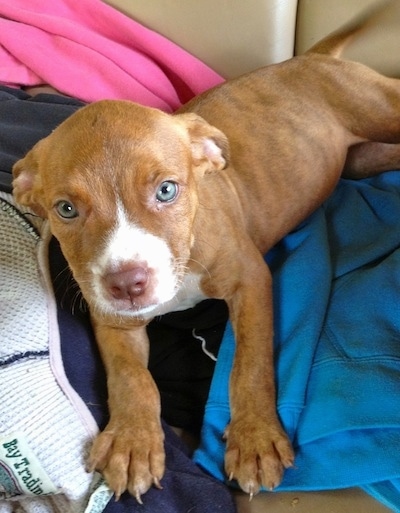 Close up - The front left side of a red with white American Pit Corso puppy that is laying on a pile of clothes. The puppy has blue eyes.