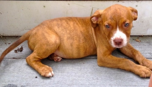 The right side of a red American Pit Corso puppy that is laying against a wall and it is looking forward.