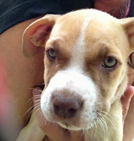 Close up - A tan with white American Pit Corso puppy is being held close to the body of a person.