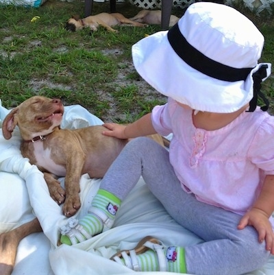 The left side of a red brindle with white American Pit Corso puppy that is laying on a blanket and it is being rubbed by a puppy wearing a hat.