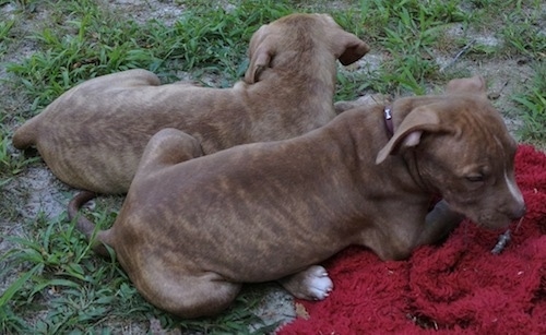 The right side of two American Pit Corso puppies that are laying outside in grass and next to a red blanket.