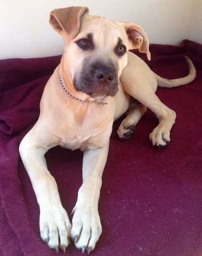 cane corso pitbull puppy