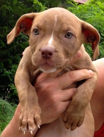 Close up - A person is a brown with white American Pit Corso puppy in there hand. The puppy is looking forward.