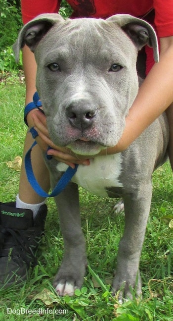 Close up - A gray with white Pitbull Terrier Puppy is standing in a yard with a person over it. The person has there arms around the Pitbull Terrier.