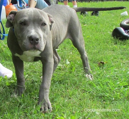 blue nose pitbull 8 months