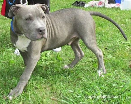 10 month old blue nose pitbull