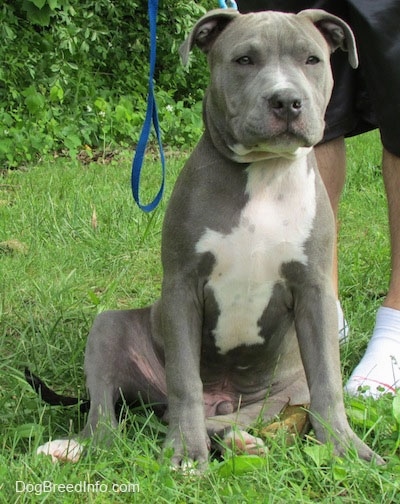 grey and white blue eyed pitbull