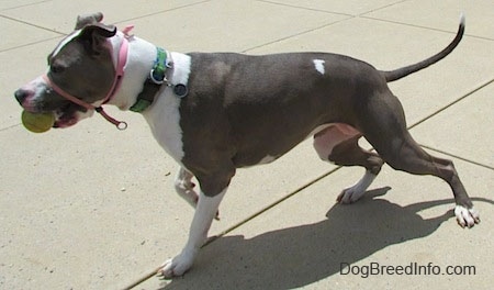The right side of a gray with white Staffordshire Terrier that is pointing to the right. It is wearing a gentle leader and it has a tennis ball in its mouth