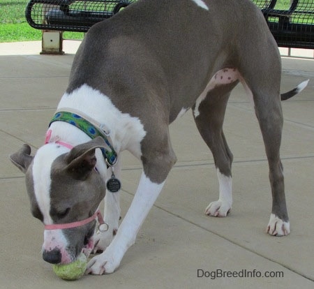 The front left side of a gray and white Staffordshire Terrier that is standing on a concrete surface and it is biting at a tennis ball below it.