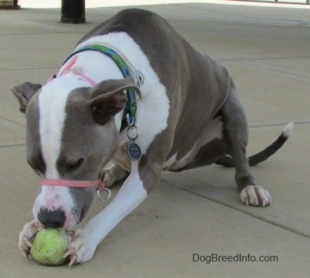The left side of a sitting gray and white Staffordshire Terrier that is holding a tennis ball and it is biting a tennis ball in front of it.