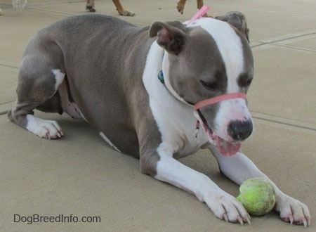 The front right side of a laying gray with white Staffordshire Terrier that has a tennis ball in between its front paws.
