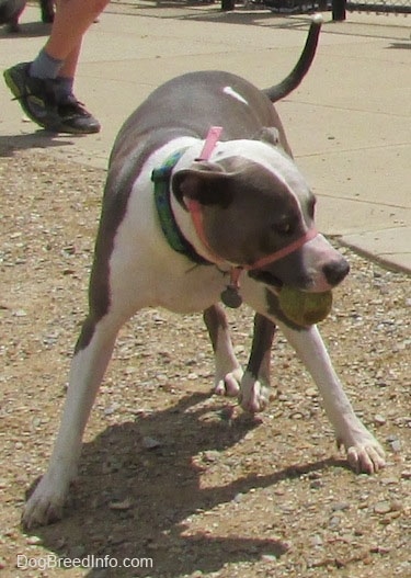 A gray and white Staffordshire Terrier is taking a wide stance in sand, it is looking to the right and it has a tennis ball in its mouth.