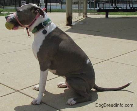 The left side of a gray with white Staffordshire Terrier that is sitting on a concrete surface. It is wearing a pink gentle leader and it has a tennis ball in its mouth